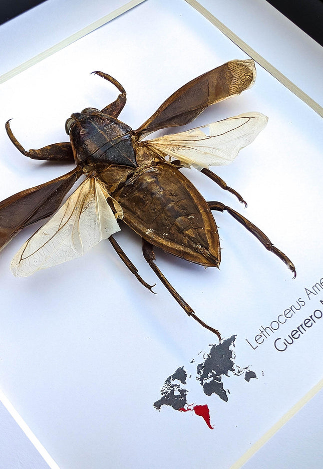 Framed eastern toe-biter: ethically sourced entomology wall decor (6x6 shadowbox)