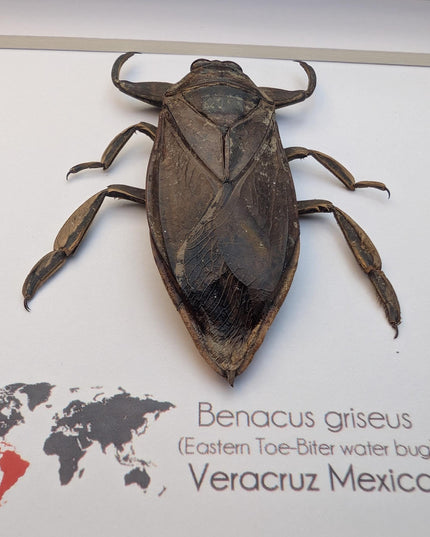 Framed Eastern Toe-Biter Bug, Ethically Sourced Entomology Wall Decor (6x6)