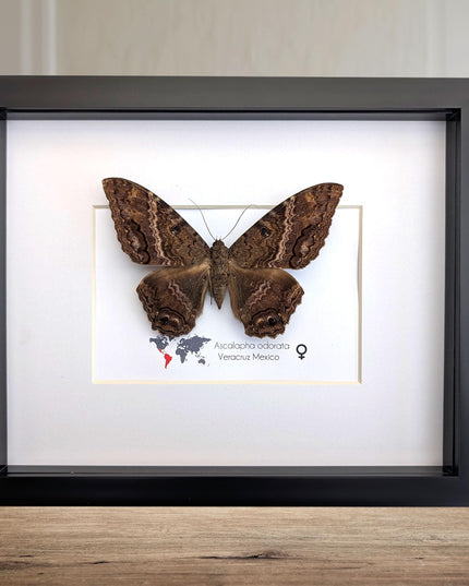 Framed Black Witch Moth Taxidermy, Ethically Sourced Entomology Display