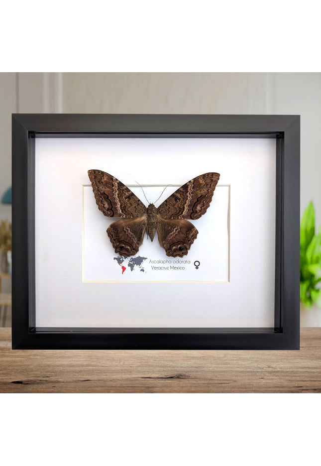Framed Black Witch Moth Taxidermy, Ethically Sourced Entomology Display