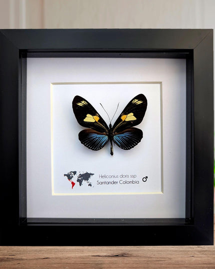 Framed Doris Longwing Butterfly, Entomology Taxidermy Decor (6x6)