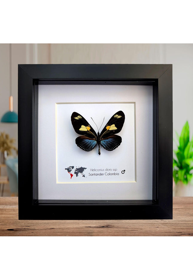 Framed Doris Longwing Butterfly, Entomology Taxidermy Decor (6x6)