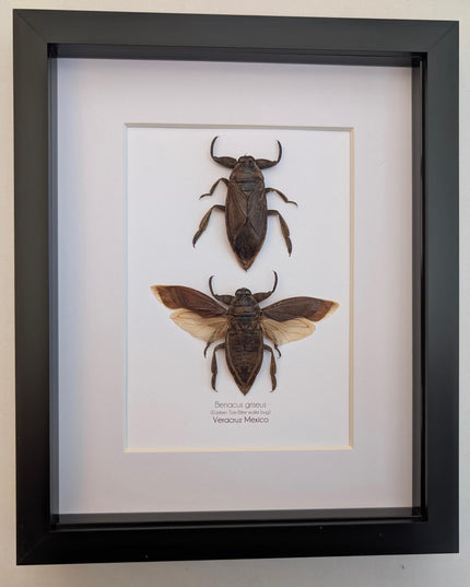 Framed Benacus Griseus Pair, Ethically Sourced Taxidermy Wall Decor (8x10)
