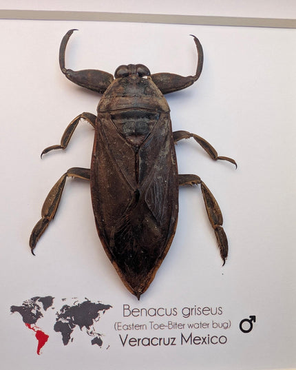Framed Eastern Toe-Biter Bug, Ethically Sourced Entomology Wall Decor (6x6)