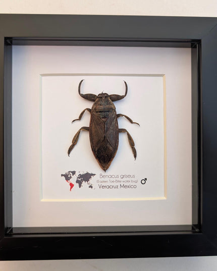 Framed Eastern Toe-Biter Bug, Ethically Sourced Entomology Wall Decor (6x6)
