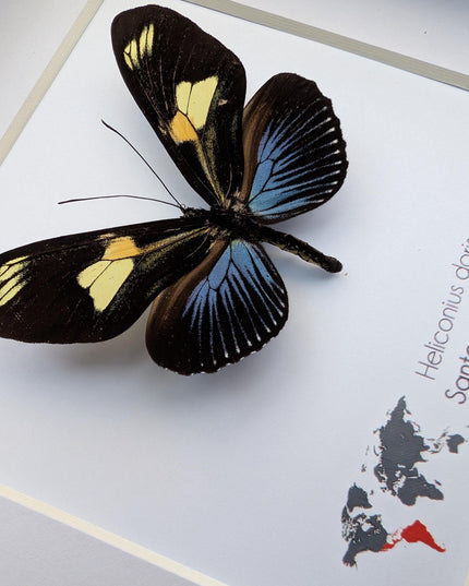 Framed Doris Longwing Butterfly, Entomology Taxidermy Decor (6x6)