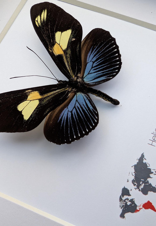 Framed Doris Longwing Butterfly, Entomology Taxidermy Decor (6x6)