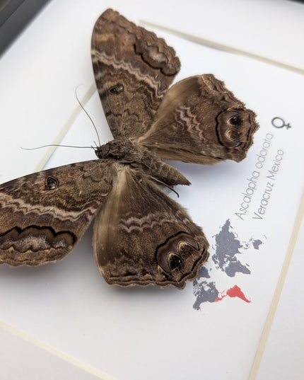 Framed Black Witch Moth Taxidermy, Ethically Sourced Entomology Display