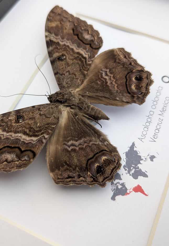Framed Black Witch Moth Taxidermy, Ethically Sourced Entomology Display