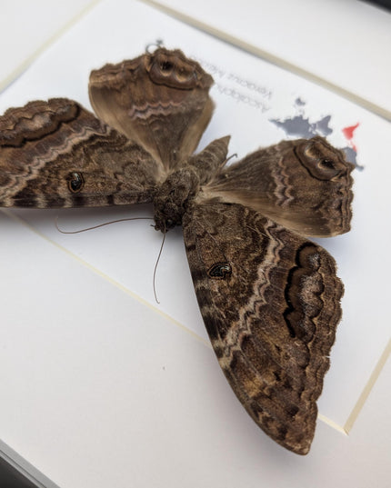 Framed Black Witch Moth Taxidermy, Ethically Sourced Entomology Display