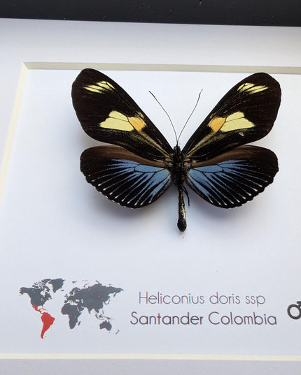 Framed Doris Longwing Butterfly, Entomology Taxidermy Decor (6x6)