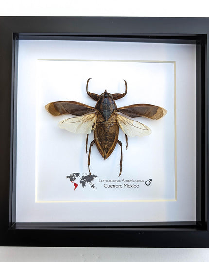 Framed eastern toe-biter: ethically sourced entomology wall decor (6x6 shadowbox)