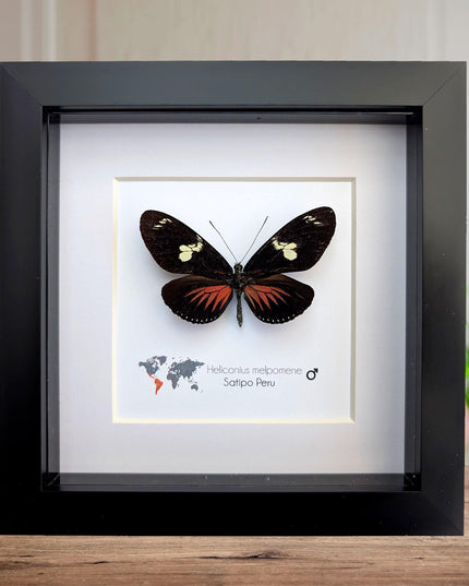 Framed Postman Butterfly Taxidermy, Entomological Wall Art (6x6)