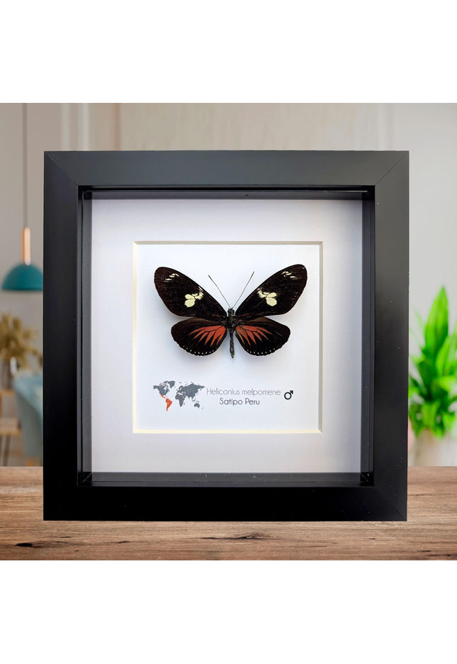 Framed Postman Butterfly Taxidermy, Entomological Wall Art (6x6)