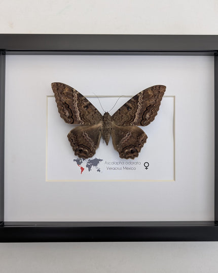 Framed Black Witch Moth Taxidermy, Ethically Sourced Entomology Display