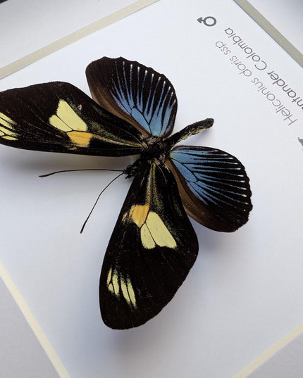 Framed Doris Longwing Butterfly, Entomology Taxidermy Decor (6x6)