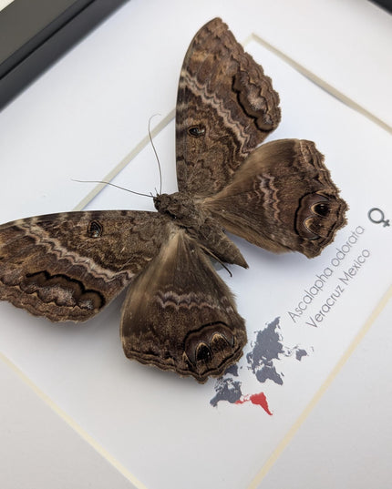 Framed Black Witch Moth Taxidermy, Ethically Sourced Entomology Display