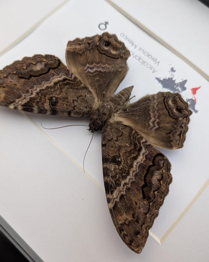 Framed Black Witch Moth Taxidermy, Ethically Sourced Entomology Display