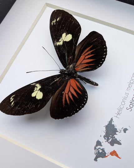 Framed Postman Butterfly Taxidermy, Entomological Wall Art (6x6)