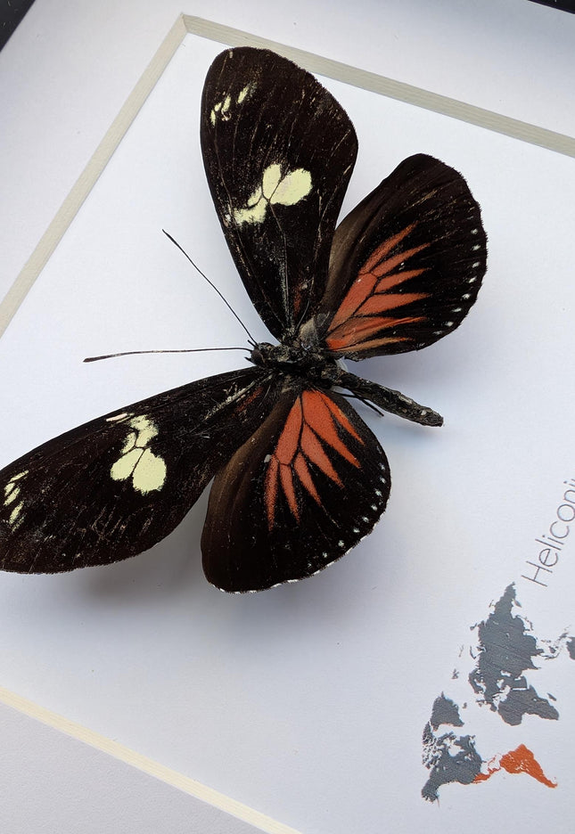 Framed Postman Butterfly Taxidermy, Entomological Wall Art (6x6)