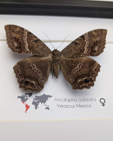 Framed Black Witch Moth Taxidermy, Ethically Sourced Entomology Display
