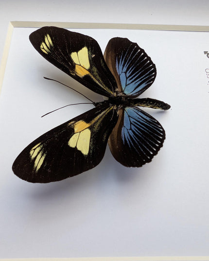 Framed Doris Longwing Butterfly, Entomology Taxidermy Decor (6x6)