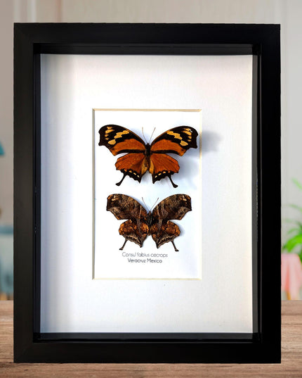 Tiger Leafwing Taxidermy, Framed Butterfly Display (8x10)