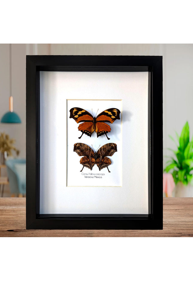 Tiger Leafwing Taxidermy, Framed Butterfly Display (8x10)