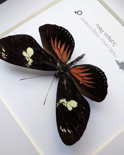 Framed Postman Butterfly Taxidermy, Entomological Wall Art (6x6)
