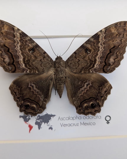 Framed Black Witch Moth Taxidermy, Ethically Sourced Entomology Display