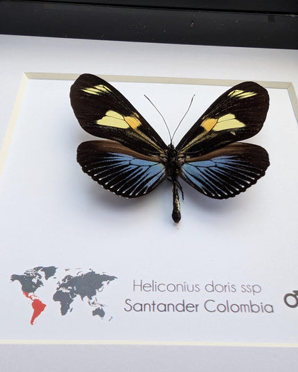 Framed Doris Longwing Butterfly, Entomology Taxidermy Decor (6x6)