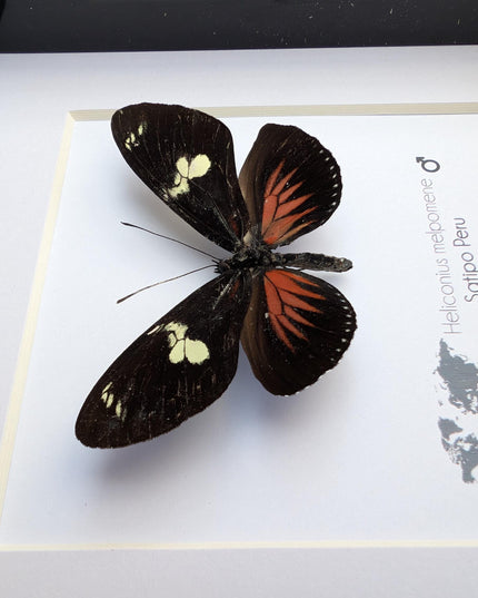 Framed Postman Butterfly Taxidermy, Entomological Wall Art (6x6)