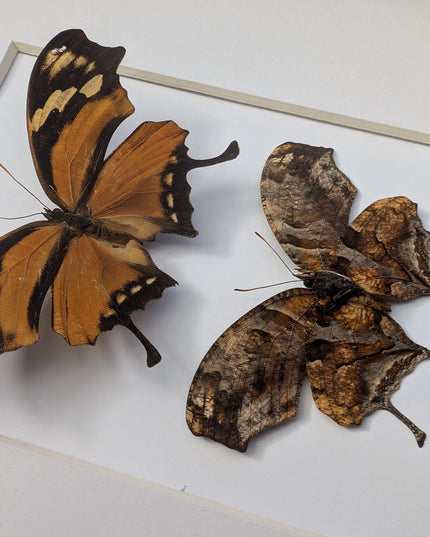 Tiger Leafwing Taxidermy, Framed Butterfly Display (8x10)