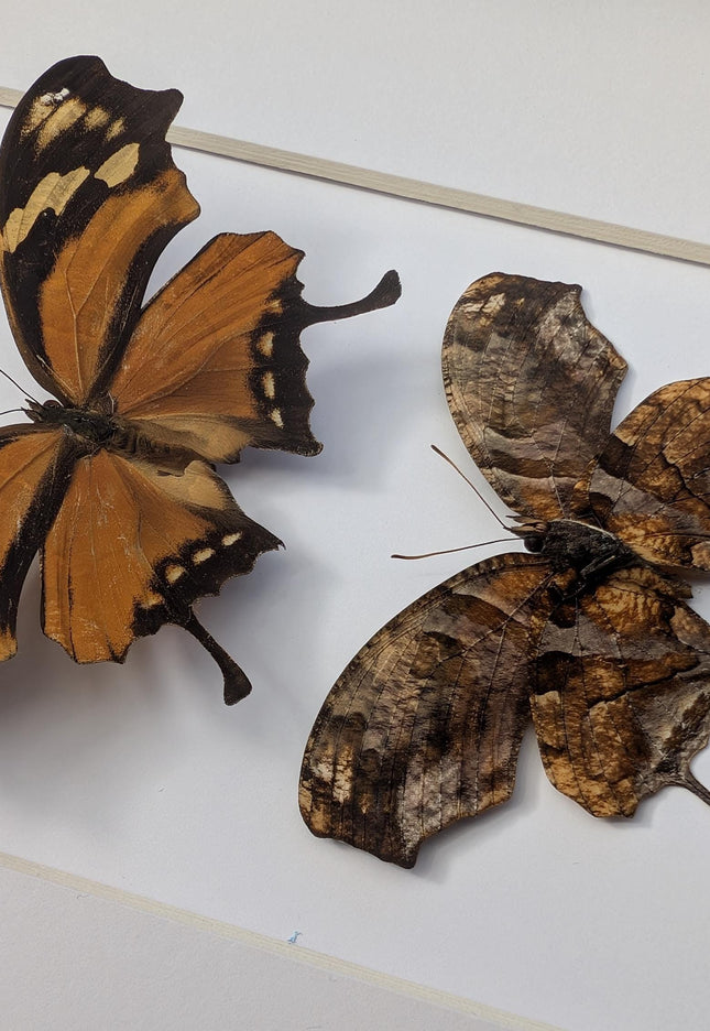 Tiger Leafwing Taxidermy, Framed Butterfly Display (8x10)