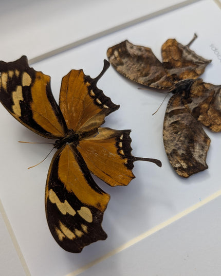 Tiger Leafwing Taxidermy, Framed Butterfly Display (8x10)