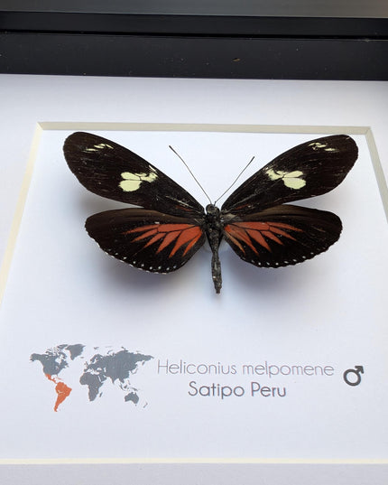 Framed Postman Butterfly Taxidermy, Entomological Wall Art (6x6)