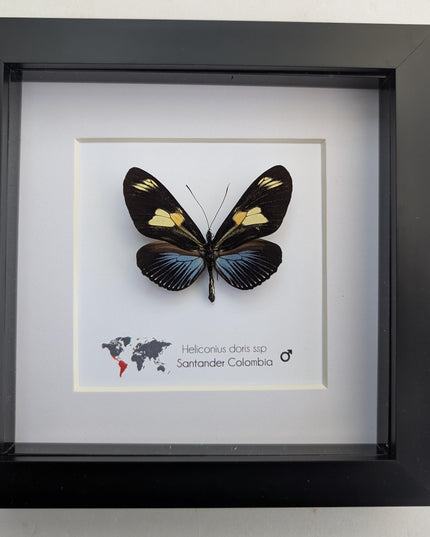 Framed Doris Longwing Butterfly, Entomology Taxidermy Decor (6x6)