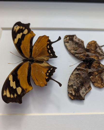 Tiger Leafwing Taxidermy, Framed Butterfly Display (8x10)