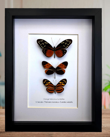 Framed Orange Longwing Butterfly Set, Taxidermy Entomology Gift (8x10)