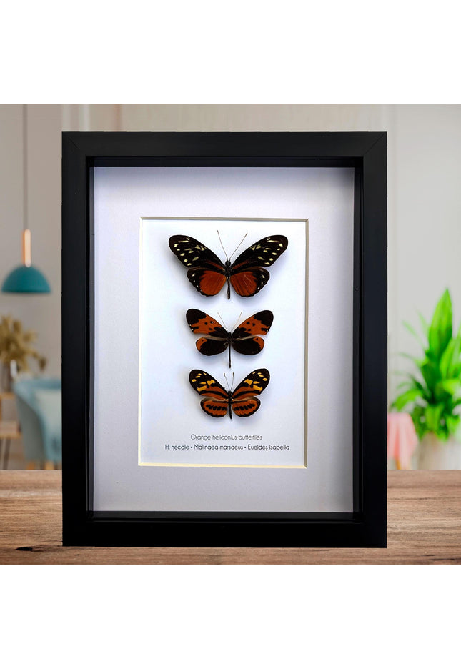 Framed Orange Longwing Butterfly Set, Taxidermy Entomology Gift (8x10)