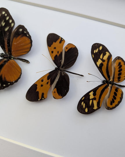 Framed Orange Longwing Butterfly Set, Taxidermy Entomology Gift (8x10)