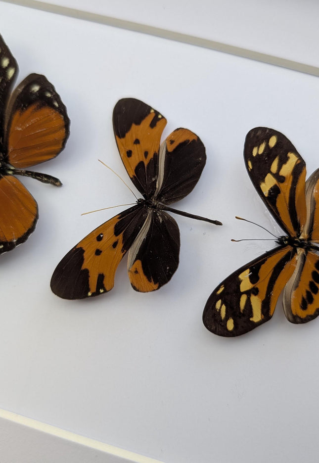 Framed Orange Longwing Butterfly Set, Taxidermy Entomology Gift (8x10)