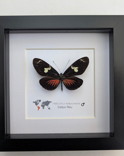 Framed Postman Butterfly Taxidermy, Entomological Wall Art (6x6)