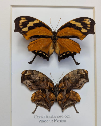 Tiger Leafwing Taxidermy, Framed Butterfly Display (8x10)