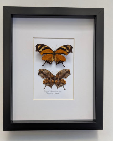 Tiger Leafwing Taxidermy, Framed Butterfly Display (8x10)