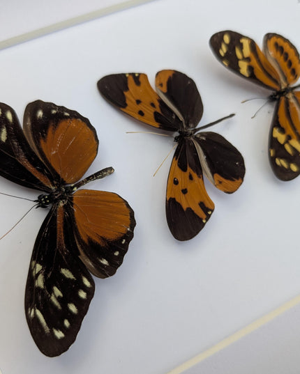 Framed Orange Longwing Butterfly Set, Taxidermy Entomology Gift (8x10)