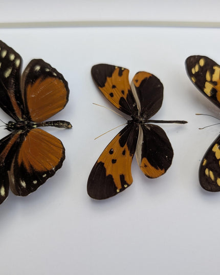 Framed Orange Longwing Butterfly Set, Taxidermy Entomology Gift (8x10)