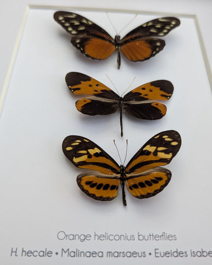 Framed Orange Longwing Butterfly Set, Taxidermy Entomology Gift (8x10)