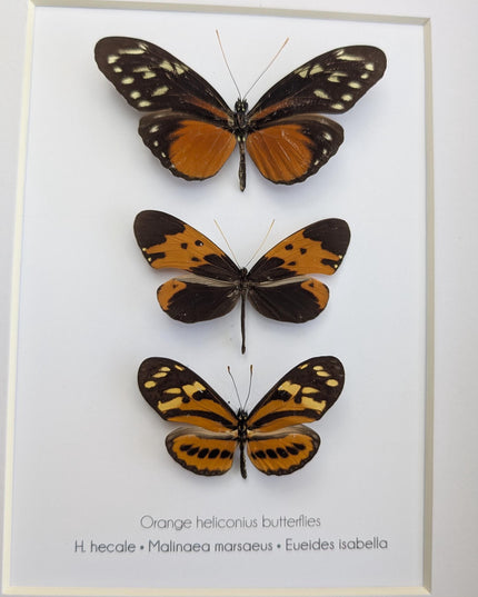 Framed Orange Longwing Butterfly Set, Taxidermy Entomology Gift (8x10)