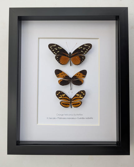 Framed Orange Longwing Butterfly Set, Taxidermy Entomology Gift (8x10)